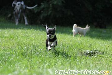 Biete   Chihuahua