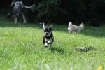 Biete   Chihuahua