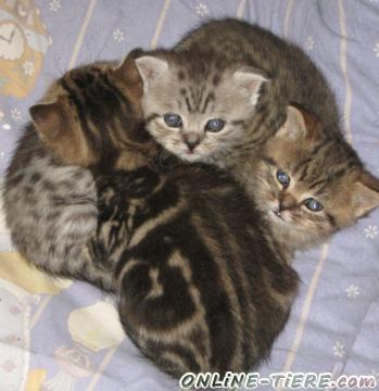 Biete  BKH kitten