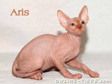 Biete  Canadian Sphynx Kater