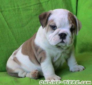 Biete  Englische Bulldogge