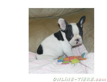 Biete  franz&ouml;sisch Bulldoggen