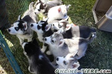 Biete  Husky Welpen