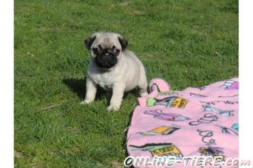 Biete  Mops welpen