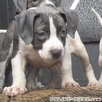 Biete  Pit Bull Terrier