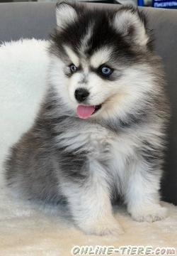 Biete  Pomsky