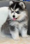 Biete  Pomsky