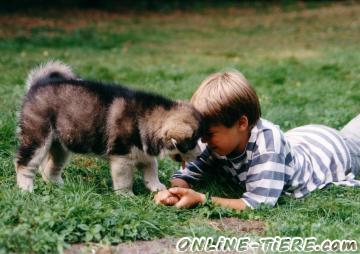 Biete  Siberian Husky