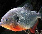 Biete 3 Piranha abzugeben
