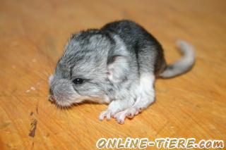 Biete 