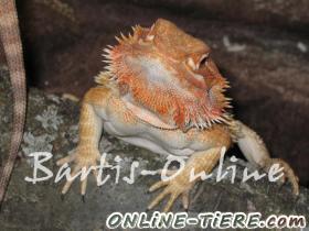 Biete 