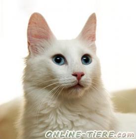 Suche 
