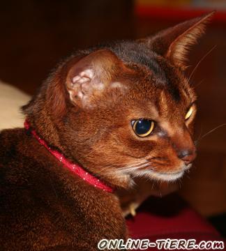 Biete Abessinierkater, Kasimir und Kilian