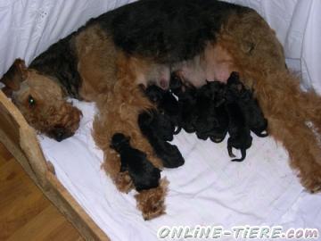 Biete Airedale Terrier