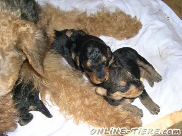 Biete Airedale Terrier