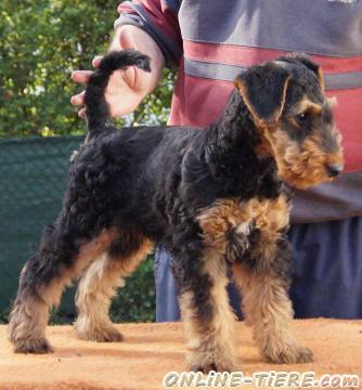 Biete Airedale Terrier