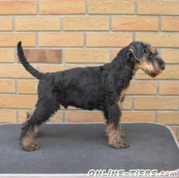 Biete Airedale Terrier