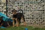 Biete Airedale Terrier