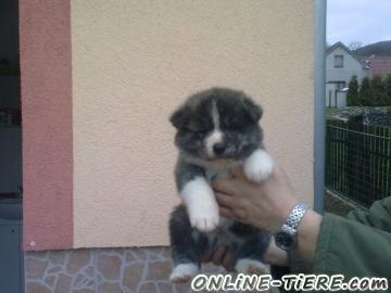 Biete Akita inu