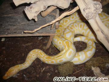 Biete Albino Tigerpython