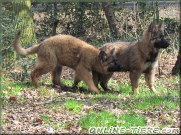 Biete Altdeutsche schäferhund