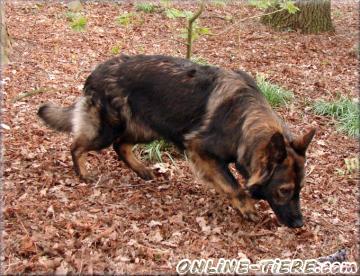 Biete Altdeutsche schäferhund