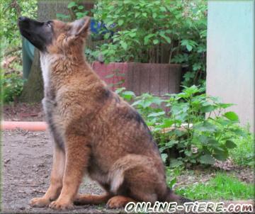 Biete Altdeutsche schäferhund