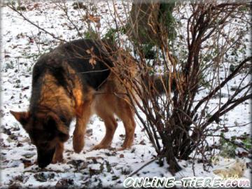 Biete Altdeutsche schäferhund