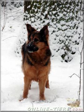 Biete Altdeutsche schäferhund