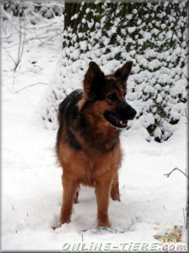 Biete Altdeutsche schäferhund