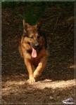 Biete 