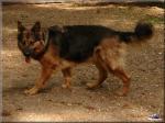 Biete 