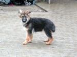 Biete 