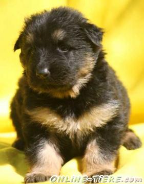 Biete Altdeutsche Schäferhunde