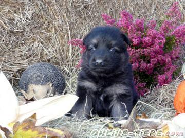 Biete Altdeutsche Sch&auml;ferhund Welpen