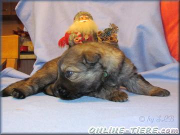 Biete Altdeutsche sch&auml;ferhund