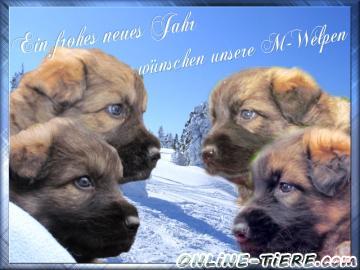 Biete Altdeutsche sch&auml;ferhund