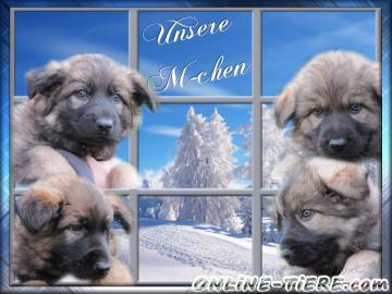 Biete Altdeutsche sch&auml;ferhund