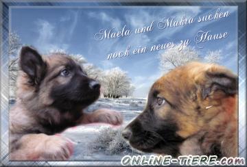 Biete Altdeutsche sch&auml;ferhund