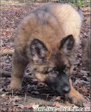 Biete Altdeutsche sch&auml;ferhund