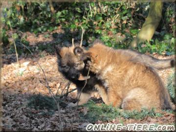 Biete Altdeutsche sch&auml;ferhund