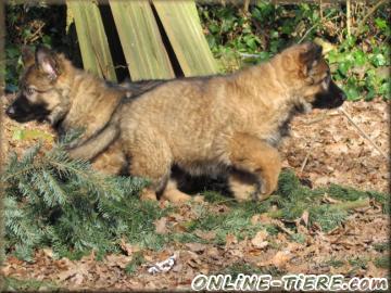 Biete Altdeutsche sch&auml;ferhund