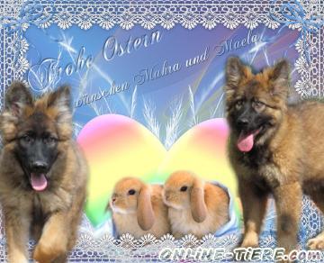 Biete Altdeutsche sch&auml;ferhund