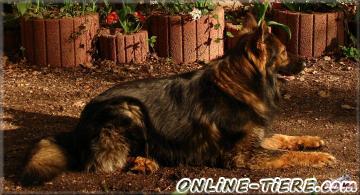 Biete Altdeutsche sch&auml;ferhund