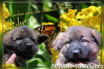 Biete Altdeutsche sch&auml;ferhund