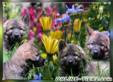 Biete Altdeutsche sch&auml;ferhund