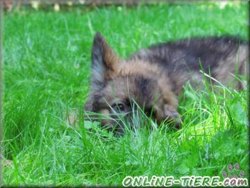 Biete Altdeutsche sch&auml;ferhund