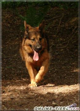 Biete Altdeutsche sch&auml;ferhund