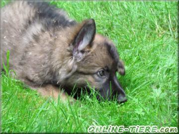 Biete Altdeutsche sch&auml;ferhund