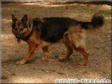 Biete Altdeutsche sch&auml;ferhund